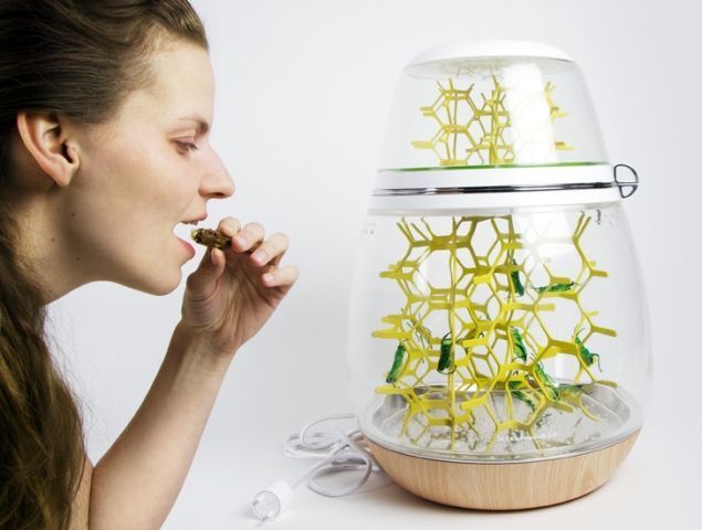 lepsis-edible-bug-terrarium